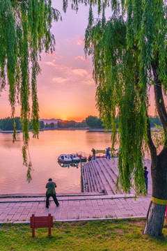 翠柳 湖景 晚霞