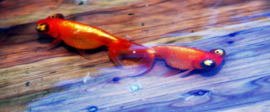金鱼 水泡眼 观赏鱼