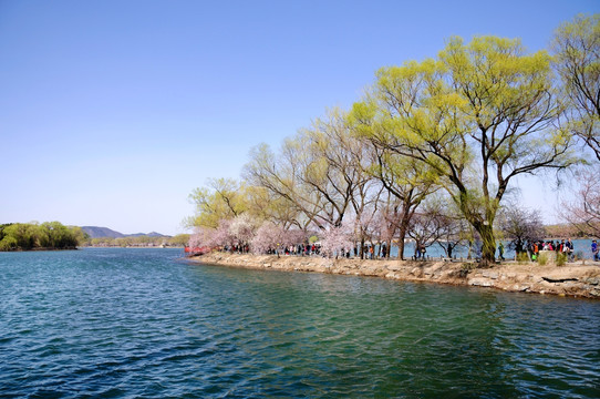 一池碧水春色伴