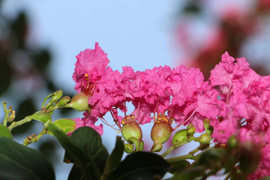 紫薇花特写