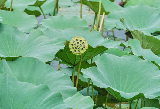 莲蓬 高清特写