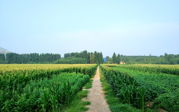 田野 农田