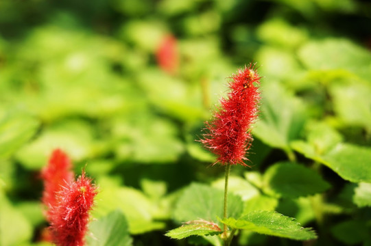 花 小花 鲜花 植物 叶子