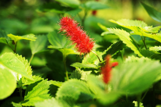 花 小花 鲜花 植物 叶子