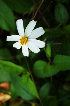 花 鲜花