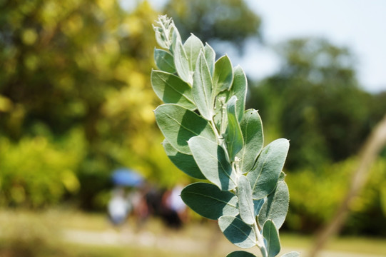 绿叶 树枝 自然 木本植物