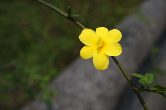 花 植物 美丽 花瓣