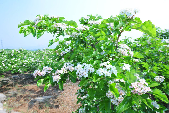 白色花 山楂花