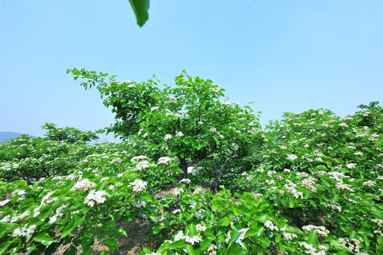 白色山楂花 果园