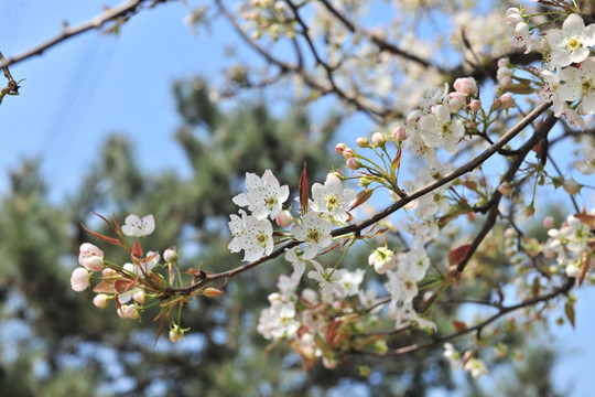 梨花 梨树