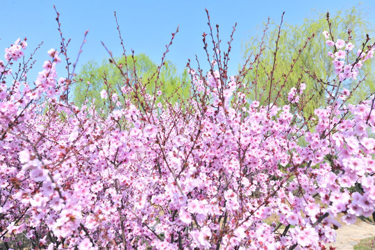 樱花园 赏樱花