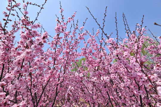 樱花园 赏樱花