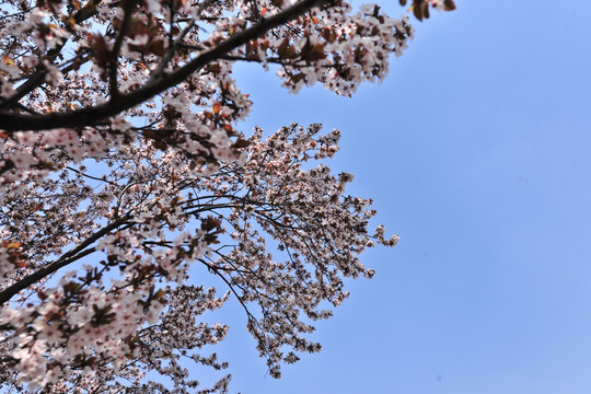 樱花 樱花树