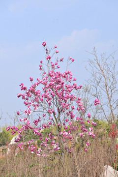 玉兰花 景观树