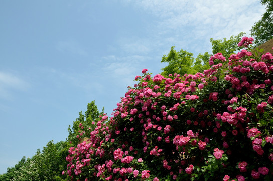 园林 景观 植物园