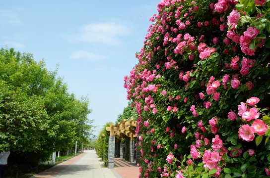 园林 景观 植物园