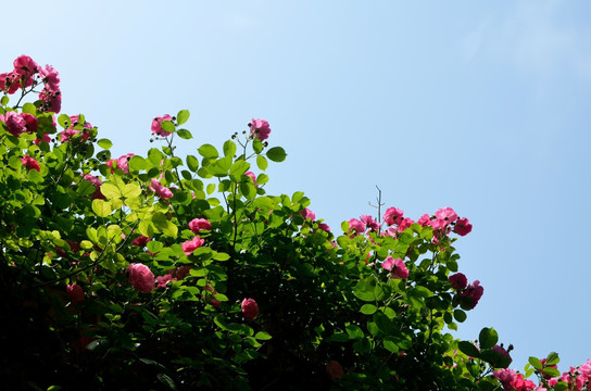 园林 景观 植物园