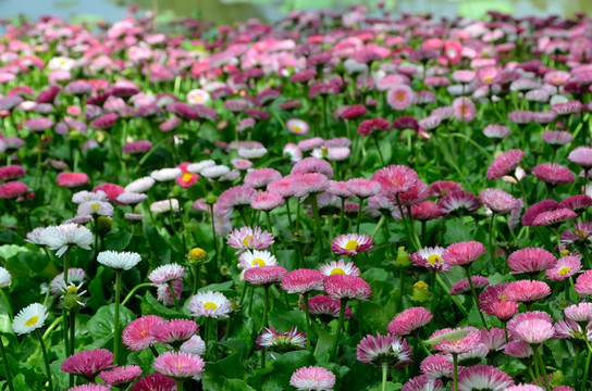 雏菊 菊花 花卉