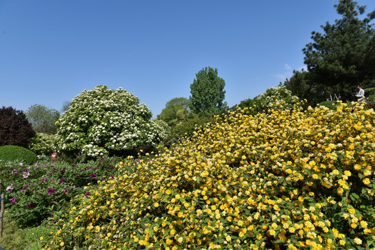 园林 花卉 植物园