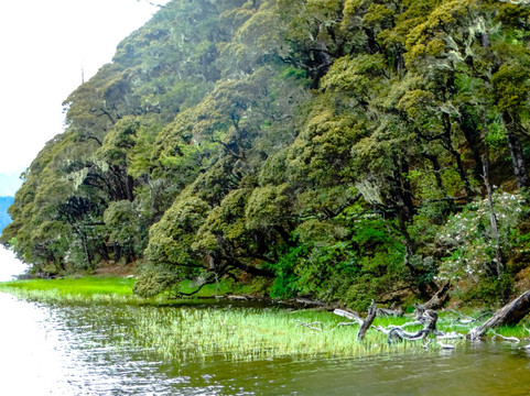 普达措森林