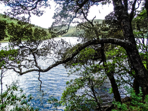 普达措湖畔树木