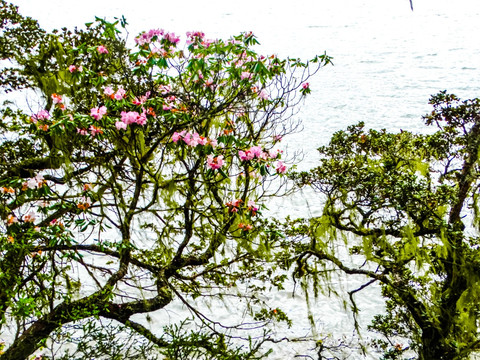 普达措杜鹃花树