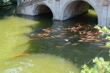 观赏鱼 鲤鱼 锦鲤