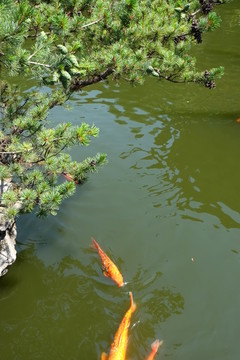 锦鲤 松树