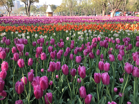 郁金香花海