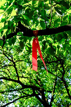 树枝许愿带 红丝带