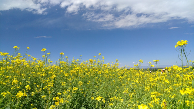 扁都口油菜花