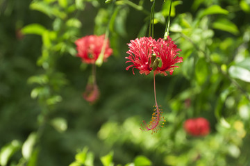 吊灯花