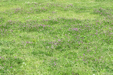 紫云英草地