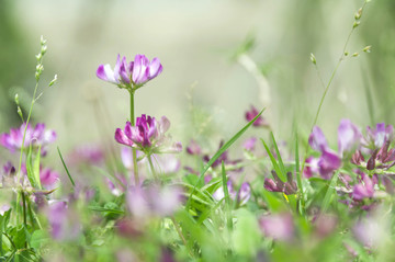 紫云英花朵