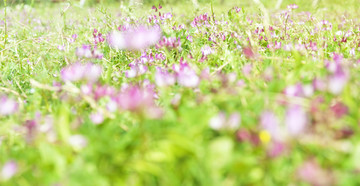 紫云英花丛