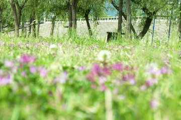 紫云英草丛