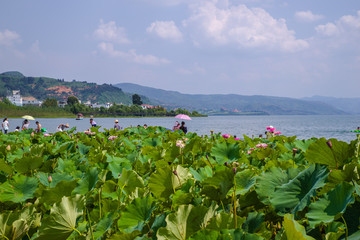 湿地风光