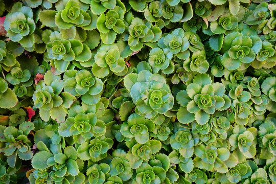 大兴安岭野生植物 费菜