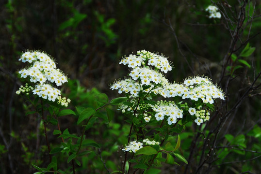 野生花卉 土庄绣线菊