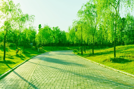 綠樹林蔭路