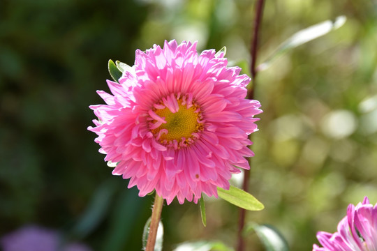 格桑花翠菊江西腊