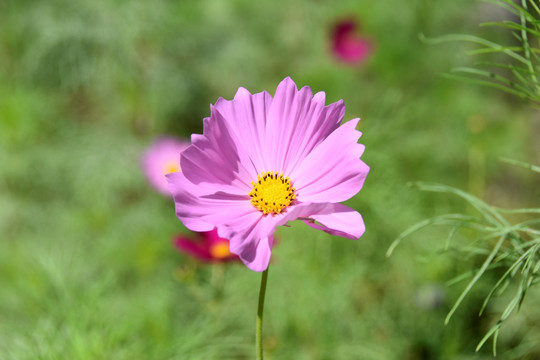 波斯菊花