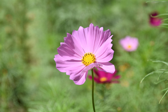 波斯菊花