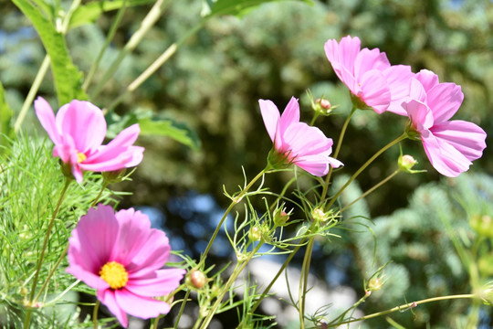 波斯菊花，鲜花盛开