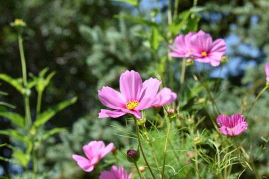 美丽的花卉，鲜花盛开