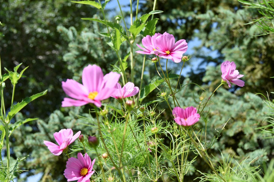 美丽的花卉，鲜花盛开