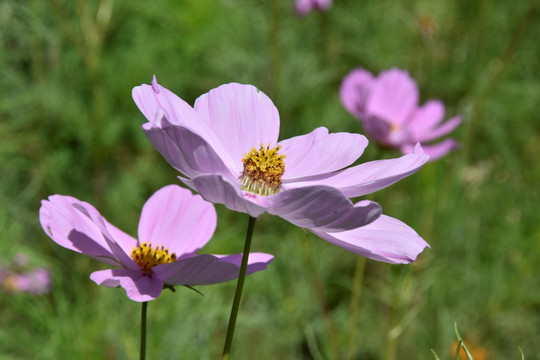 波斯菊花，鲜花盛开