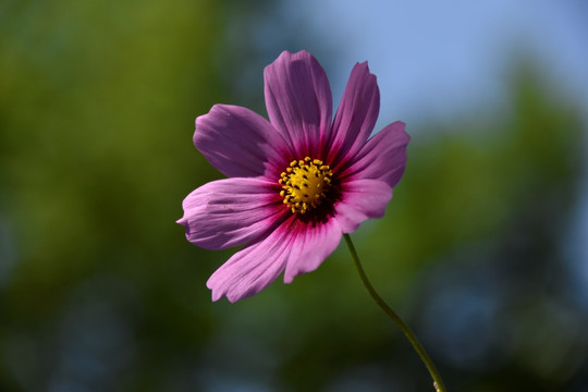 波斯菊花