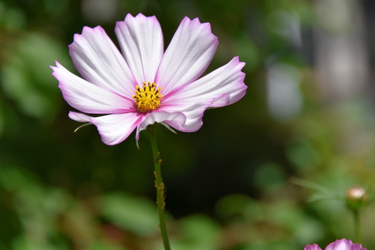 唯美花朵