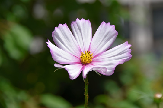 唯美花卉